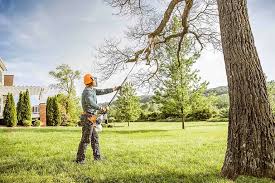 Professional Tree Services in Rolesville, NC