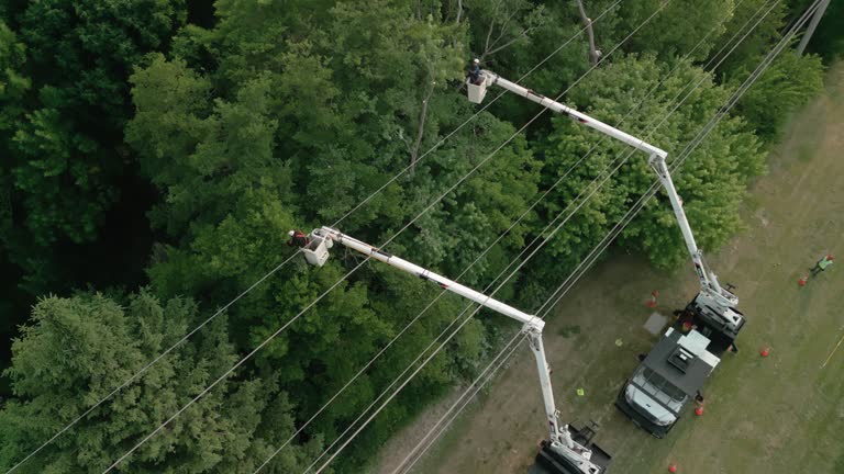 How Our Tree Care Process Works  in  Rolesville, NC